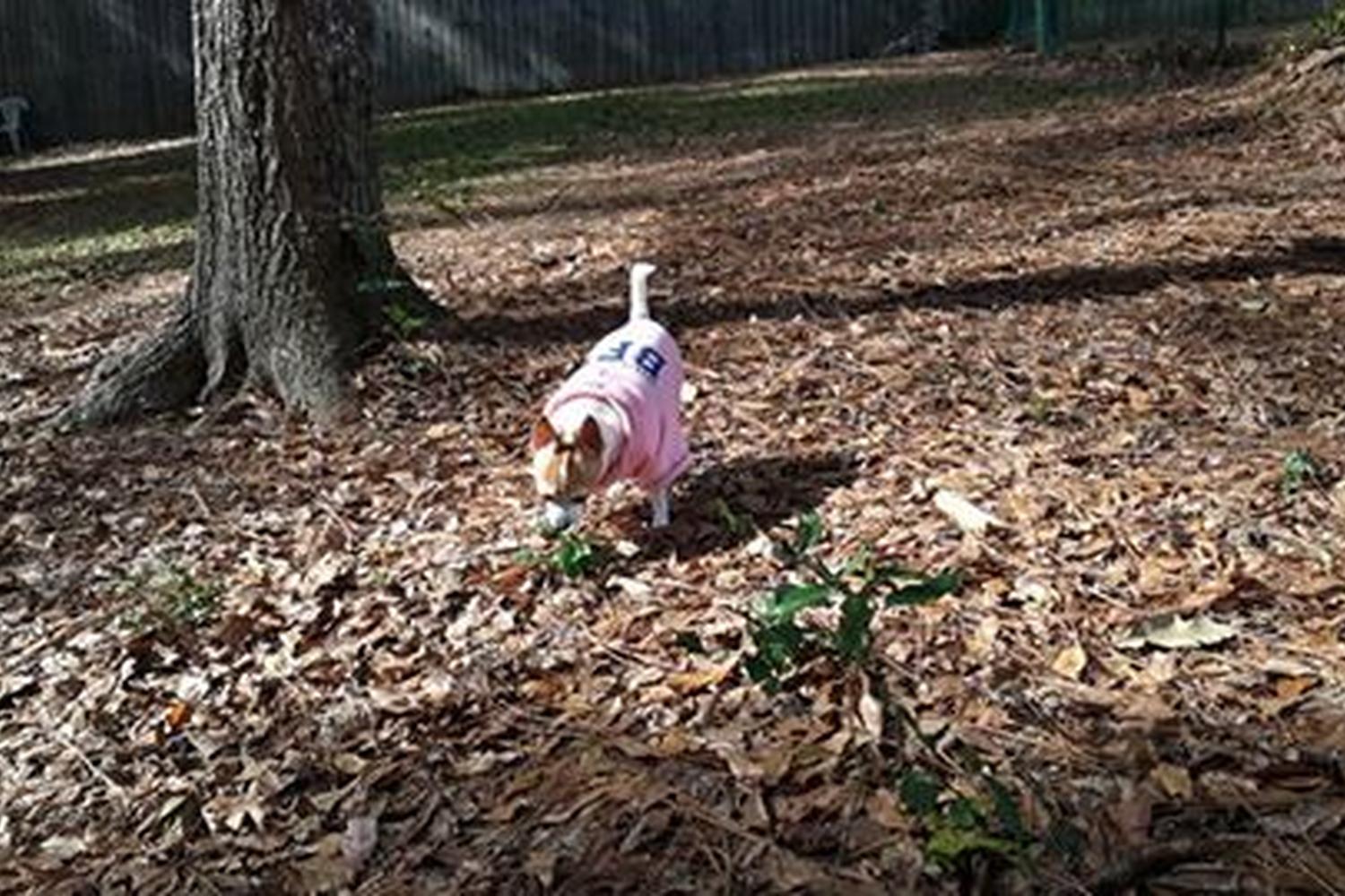 Fairhope Dog Park 1