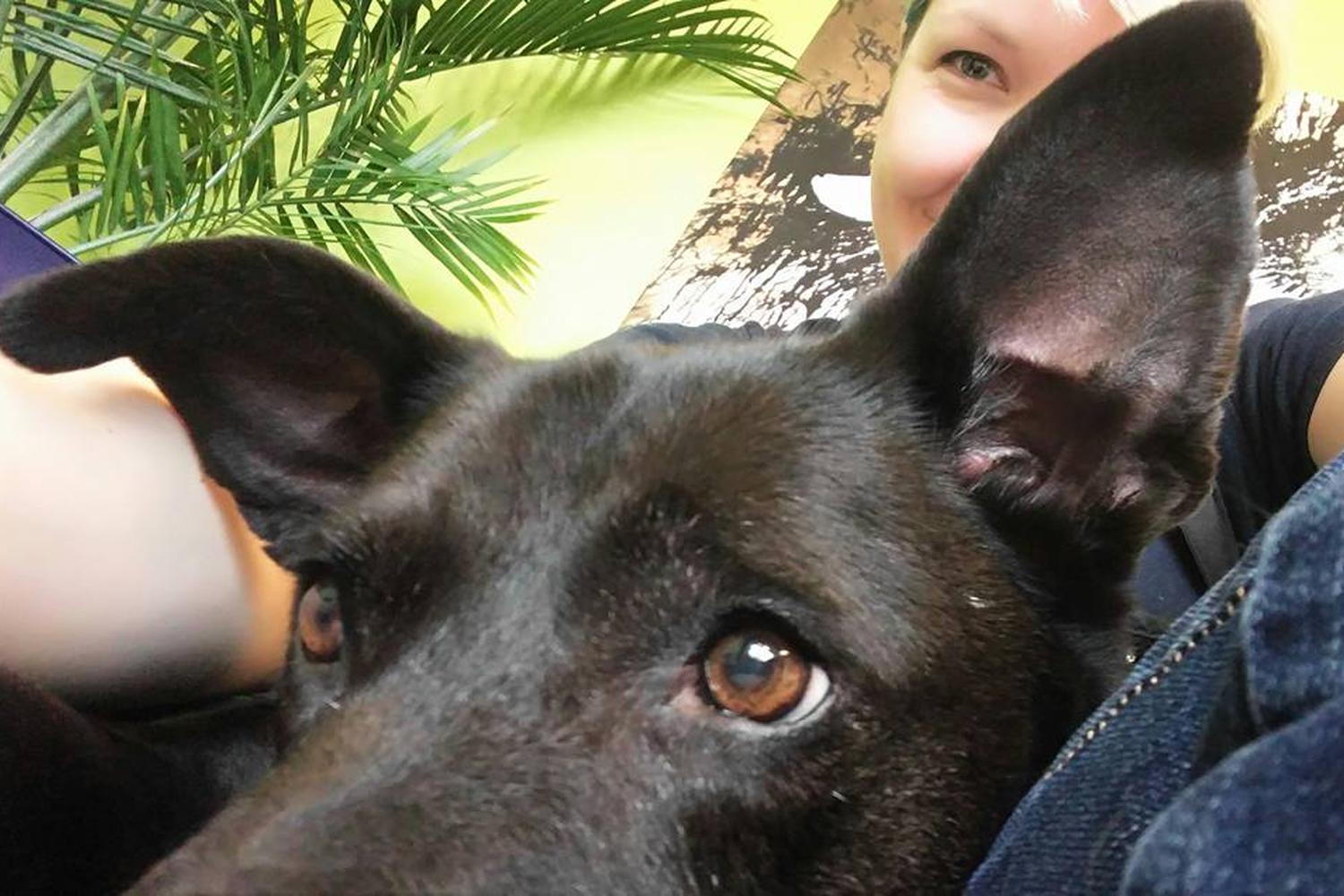 Top Dog Grooming Shop & Pet Supplies 4