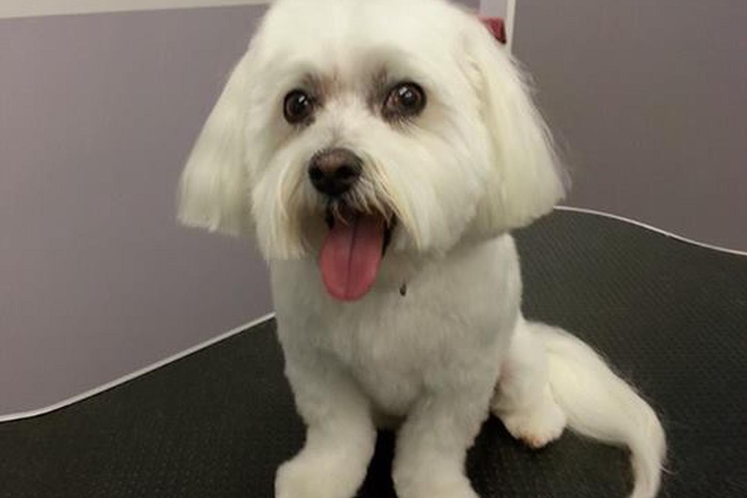 Top Dog Grooming Shop & Pet Supplies 5