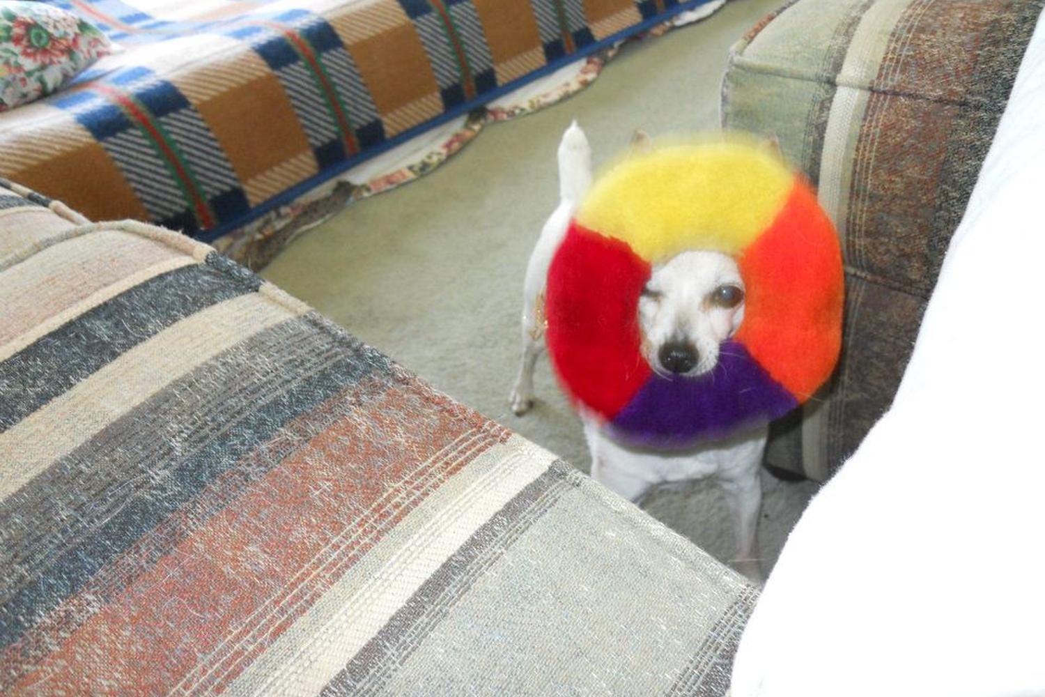 JC's Pet Grooming spa 0