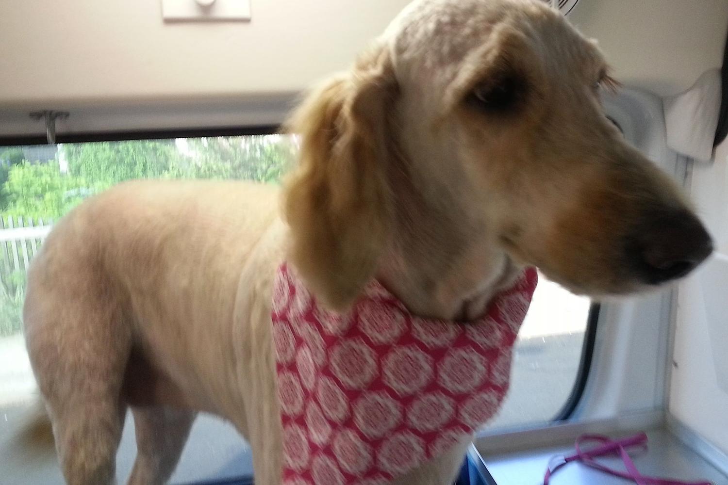 Aussie Pet Mobile of Stamford 3