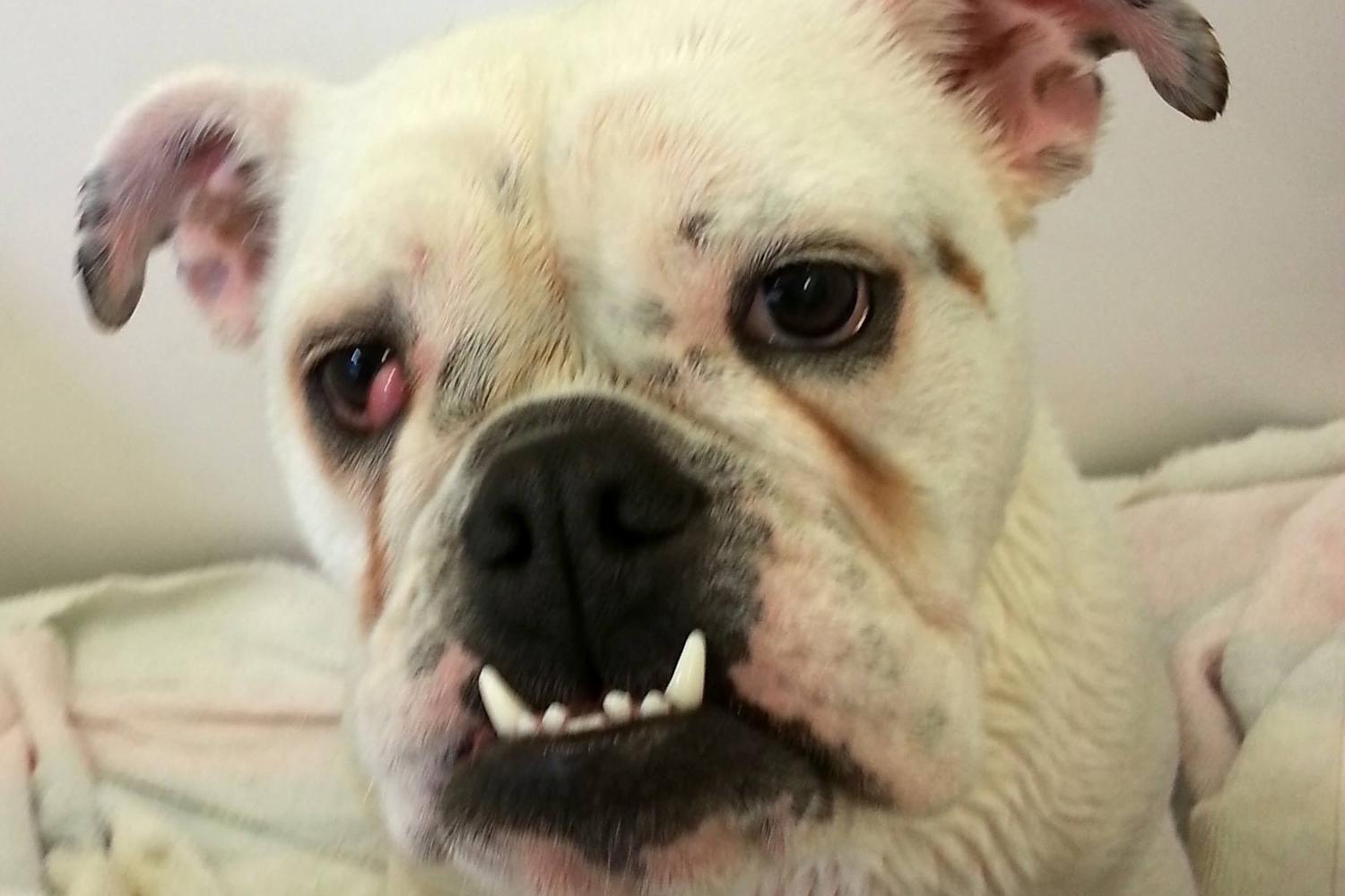 Aussie Pet Mobile of Stamford 1