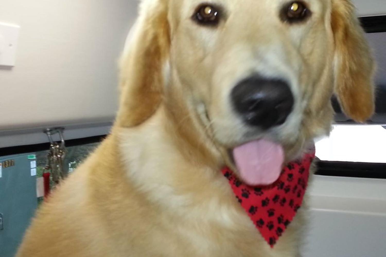 Aussie Pet Mobile of Stamford 2