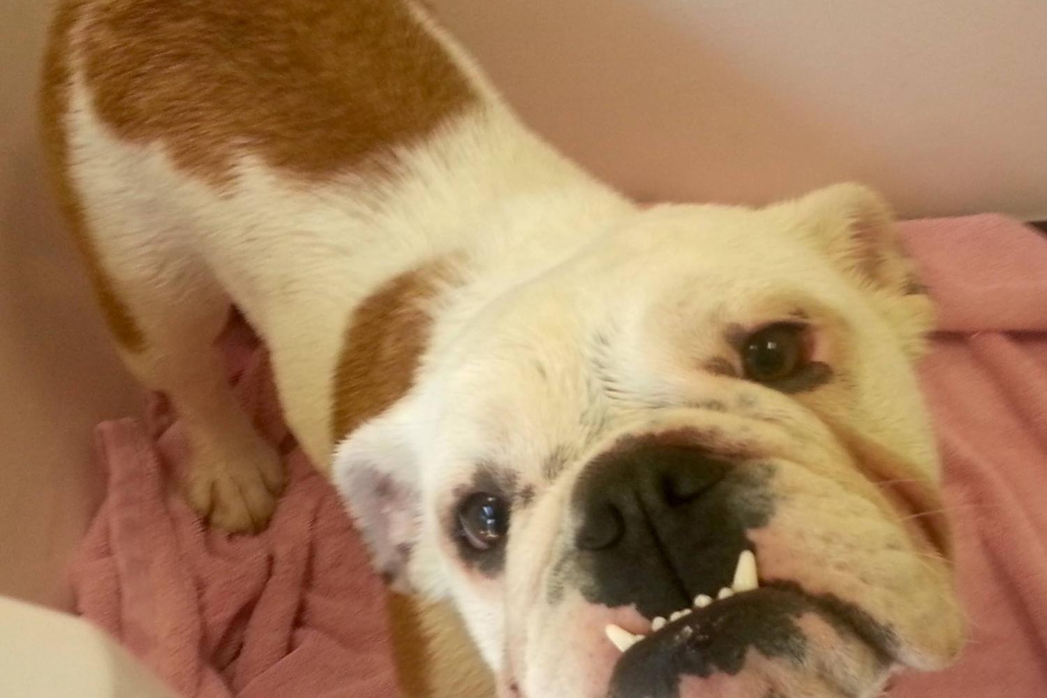 Aussie Pet Mobile of Stamford 4