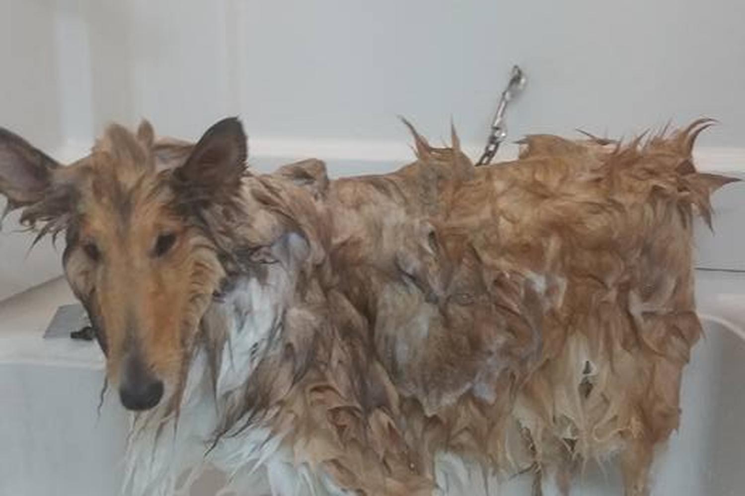 Precocious Pets Grooming Salon 0