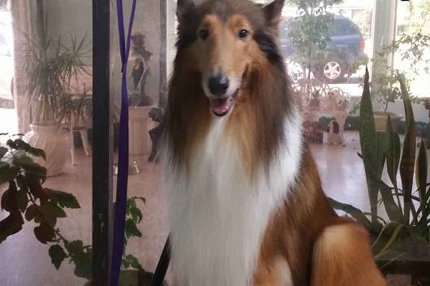 Precocious Pets Grooming Salon 1
