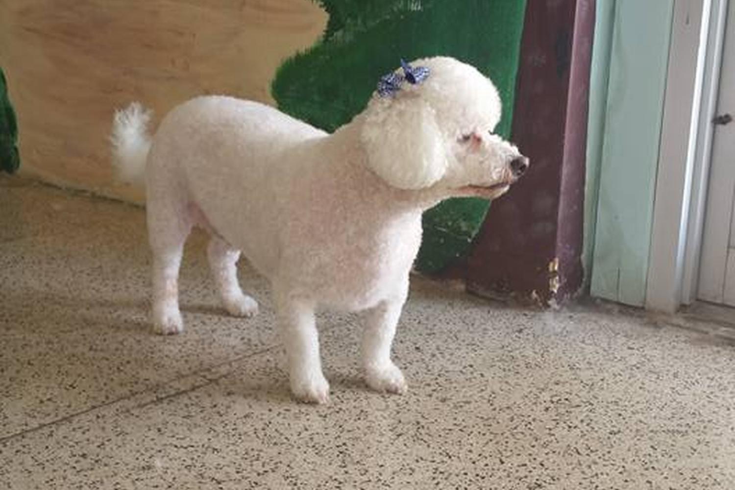 Precocious Pets Grooming Salon 5