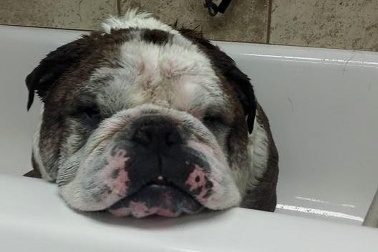 The Grooming Spa 4