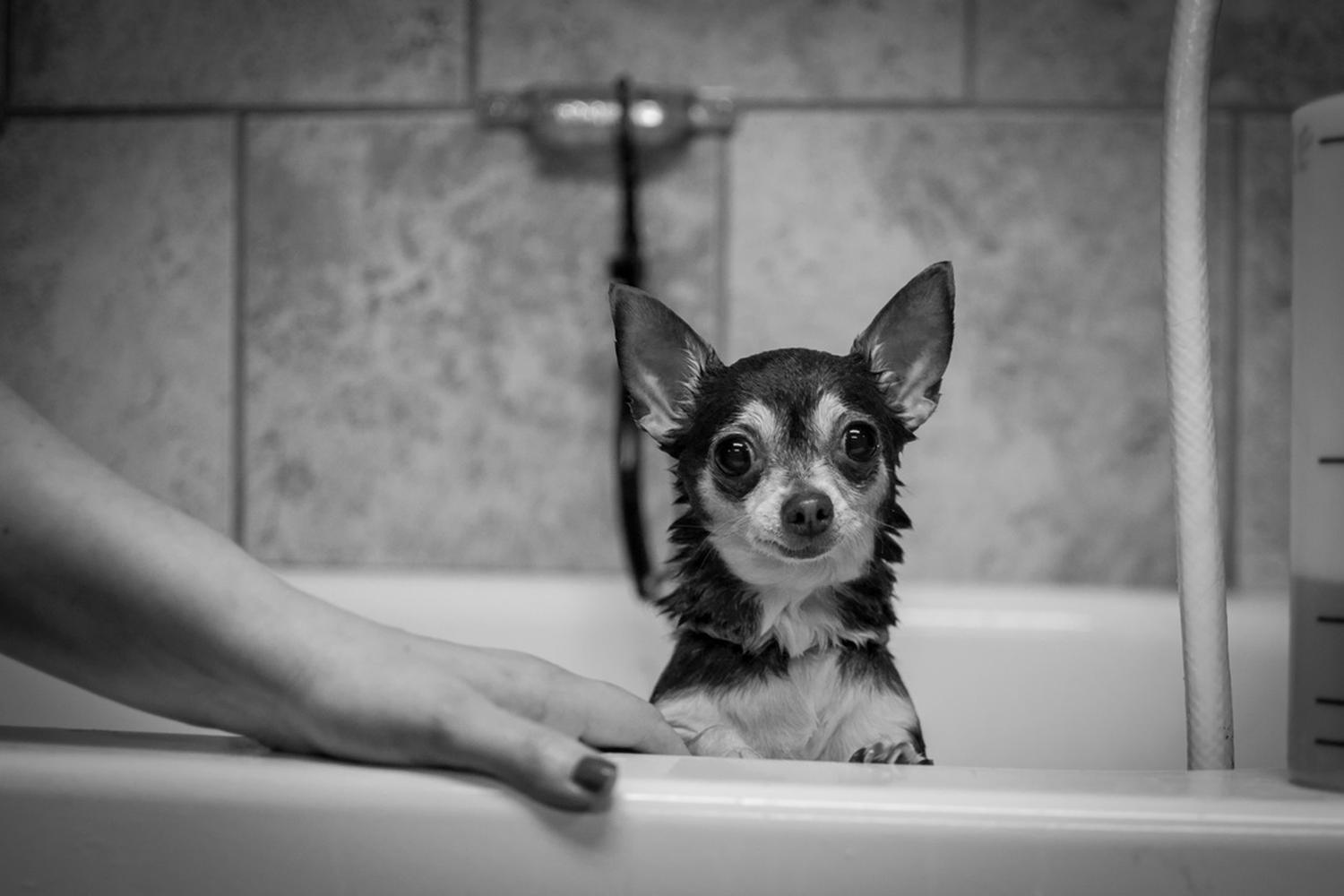The Grooming Spa 2