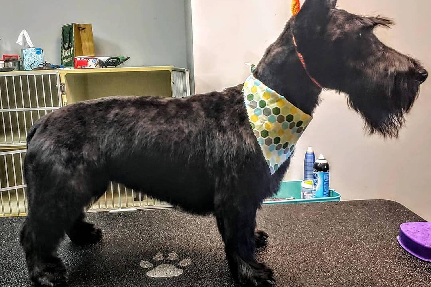 Bark Avenue Pet Salon & Boutique 5