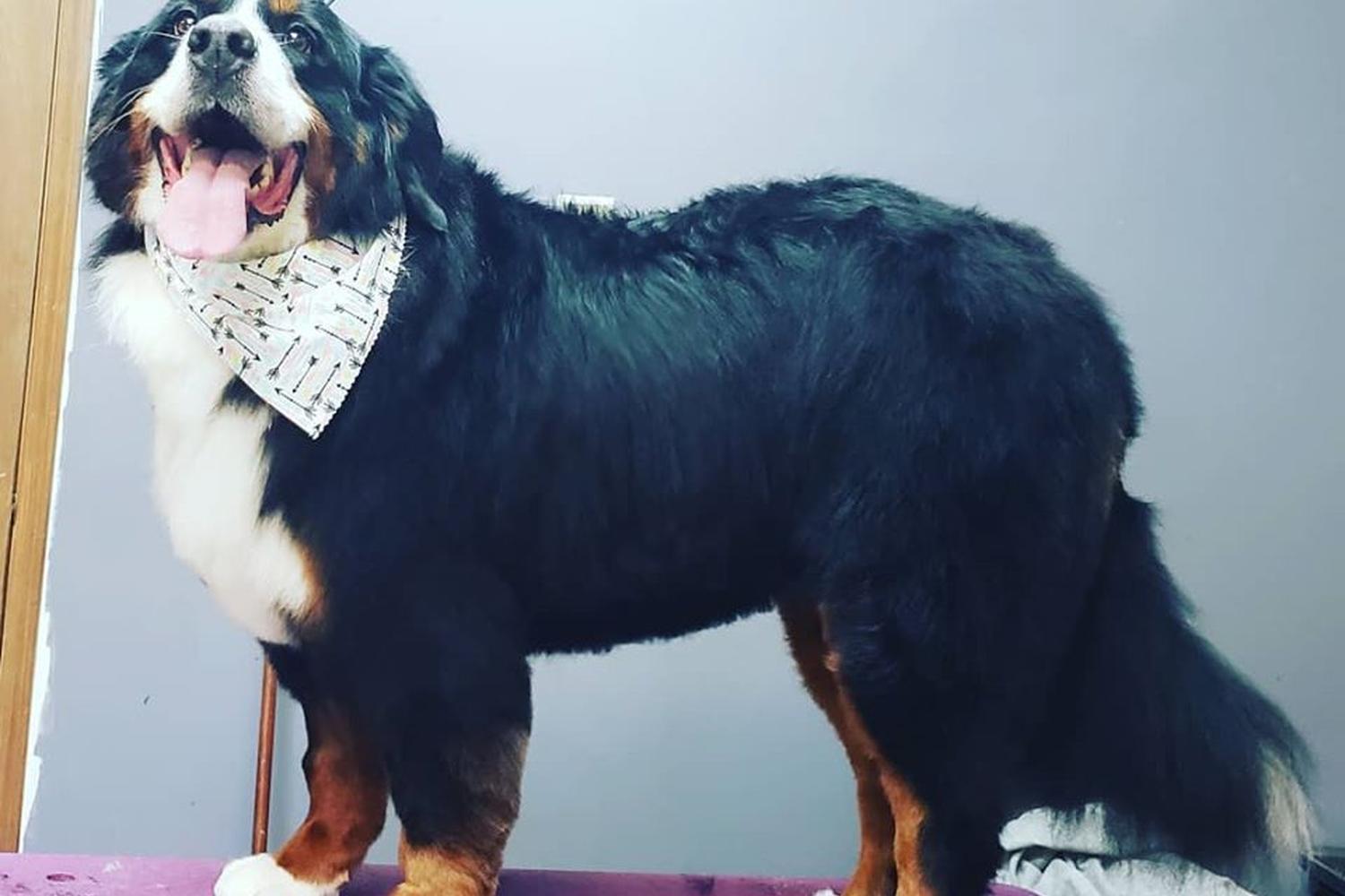 Bark Avenue Pet Salon & Boutique 3