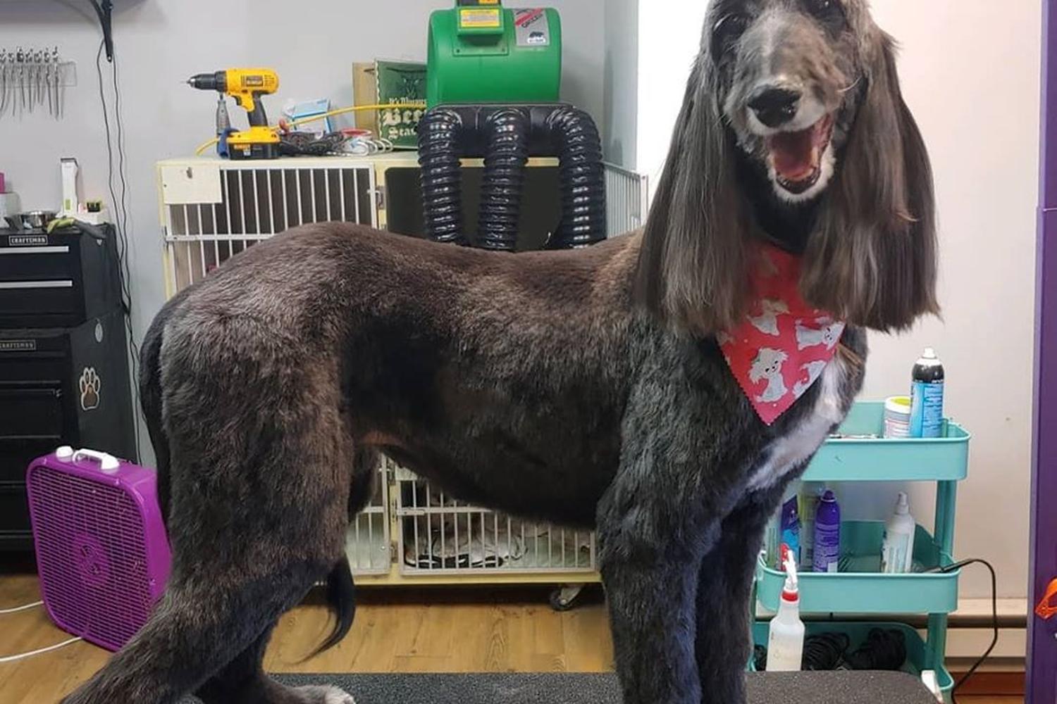 Bark Avenue Pet Salon & Boutique 4