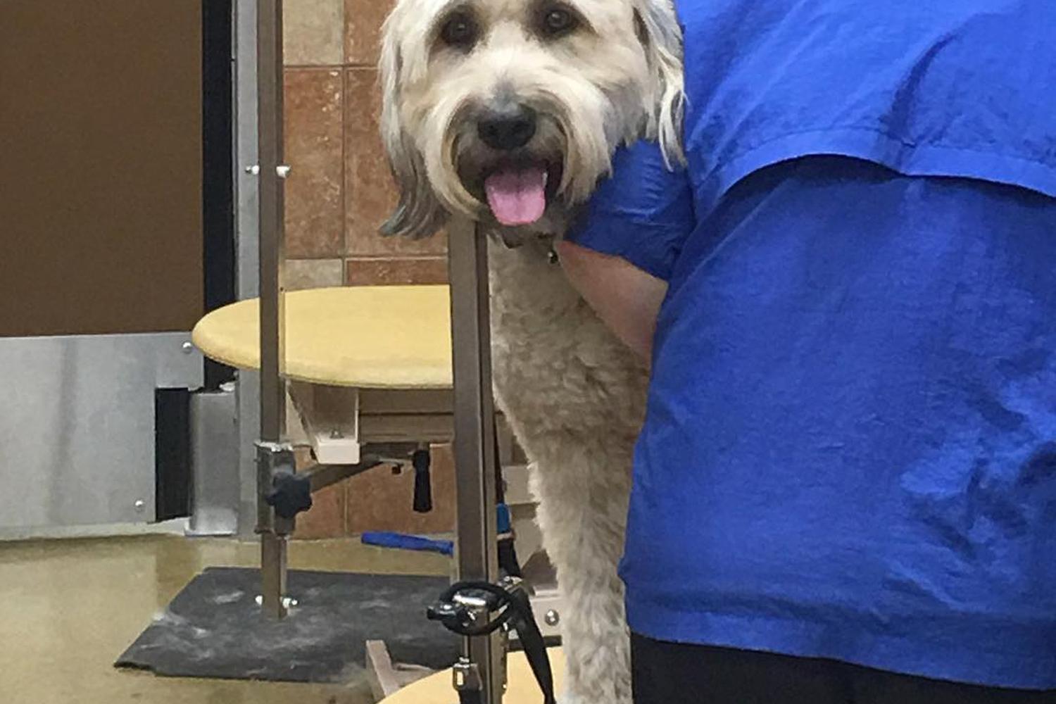 PetSmart Grooming 3