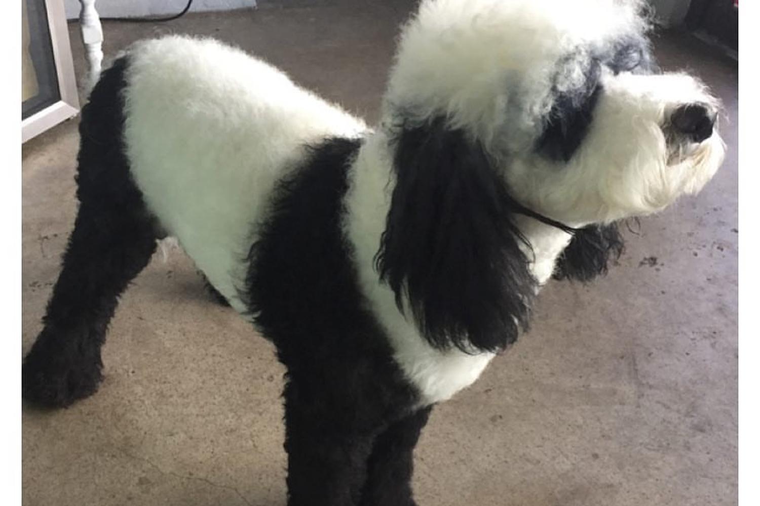 Arcadia Puff & Fluff Grooming & Pet Sitting 3