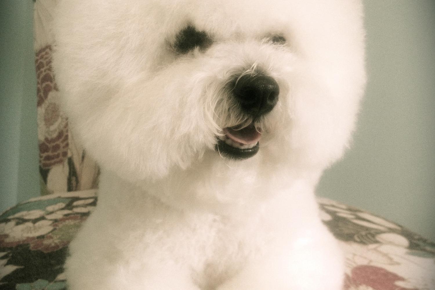 The Studio Grooming Salon 4