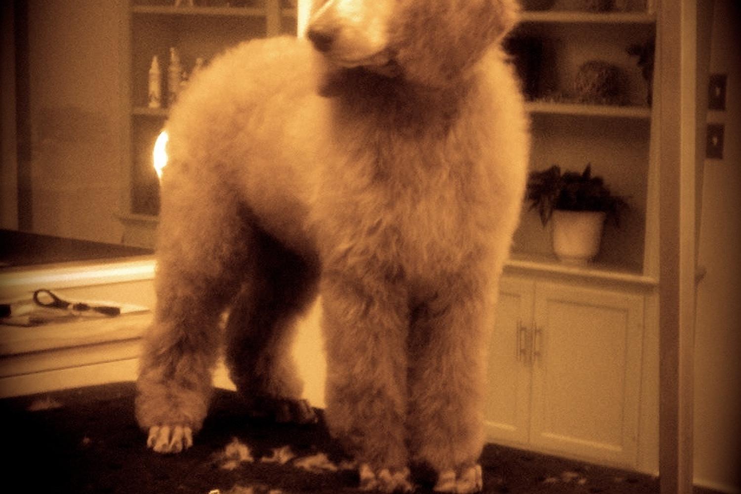 The Studio Grooming Salon 2