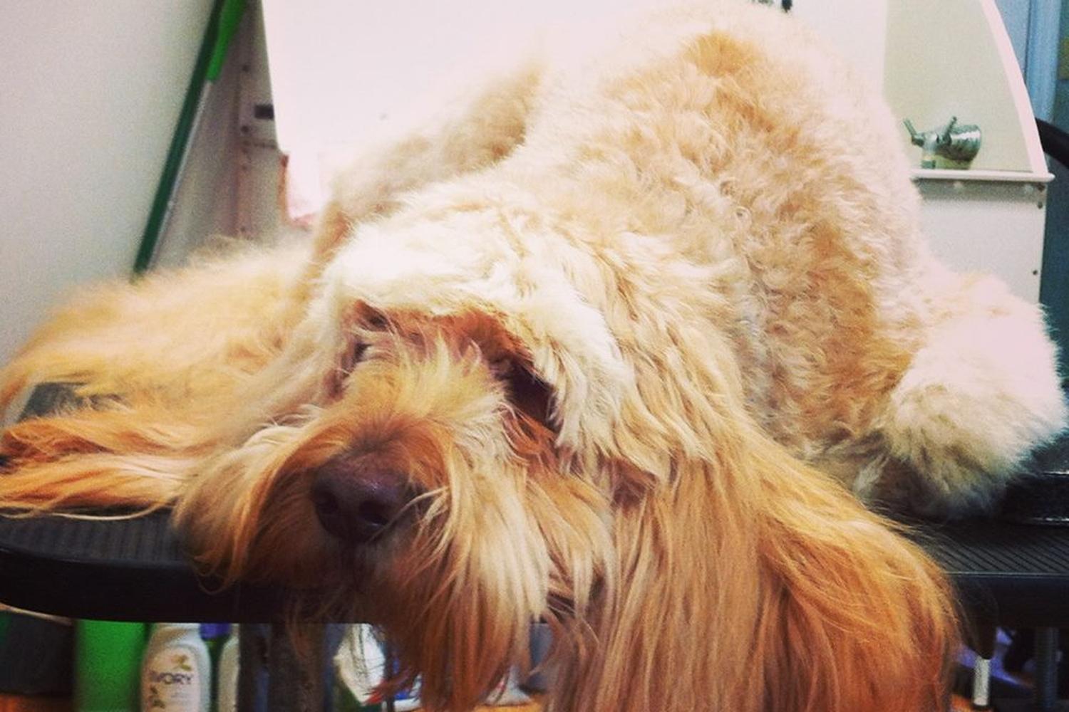 Natural Touch Grooming 4