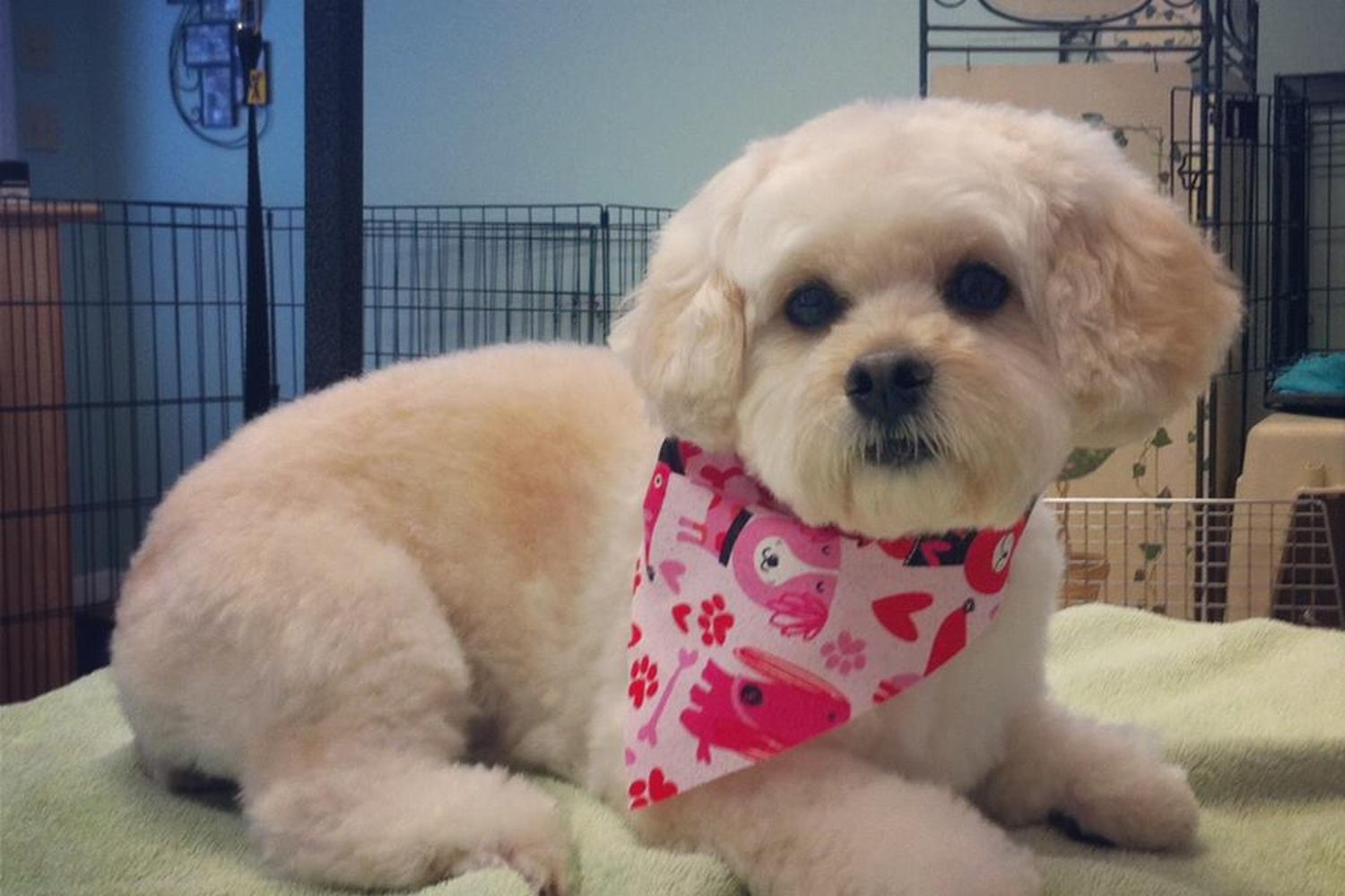 Natural Touch Grooming 5