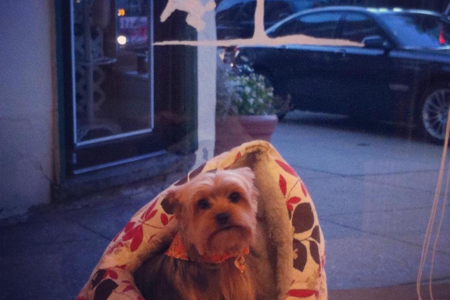 Natural Touch Grooming 1