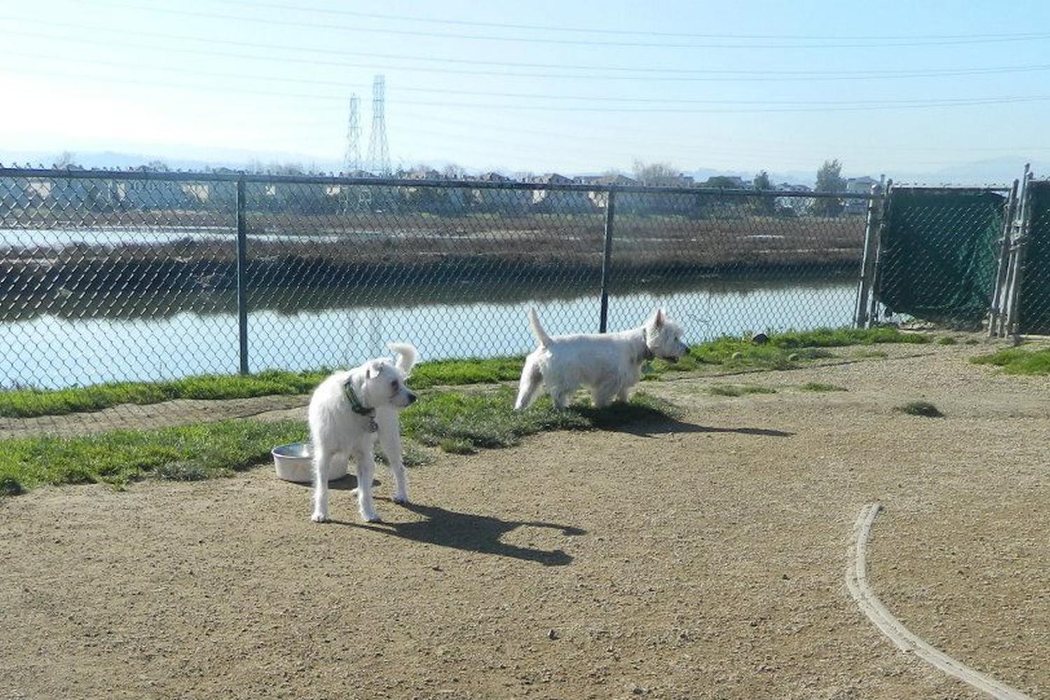Shores Dog Park 3