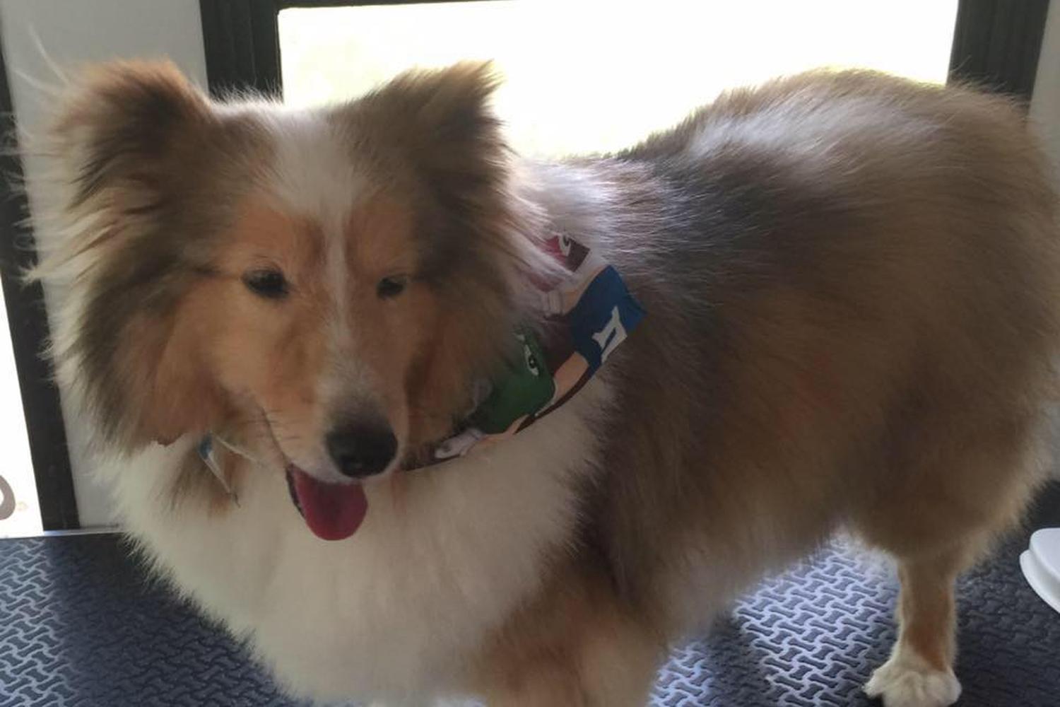 Texas Mobile Pet Spa 4