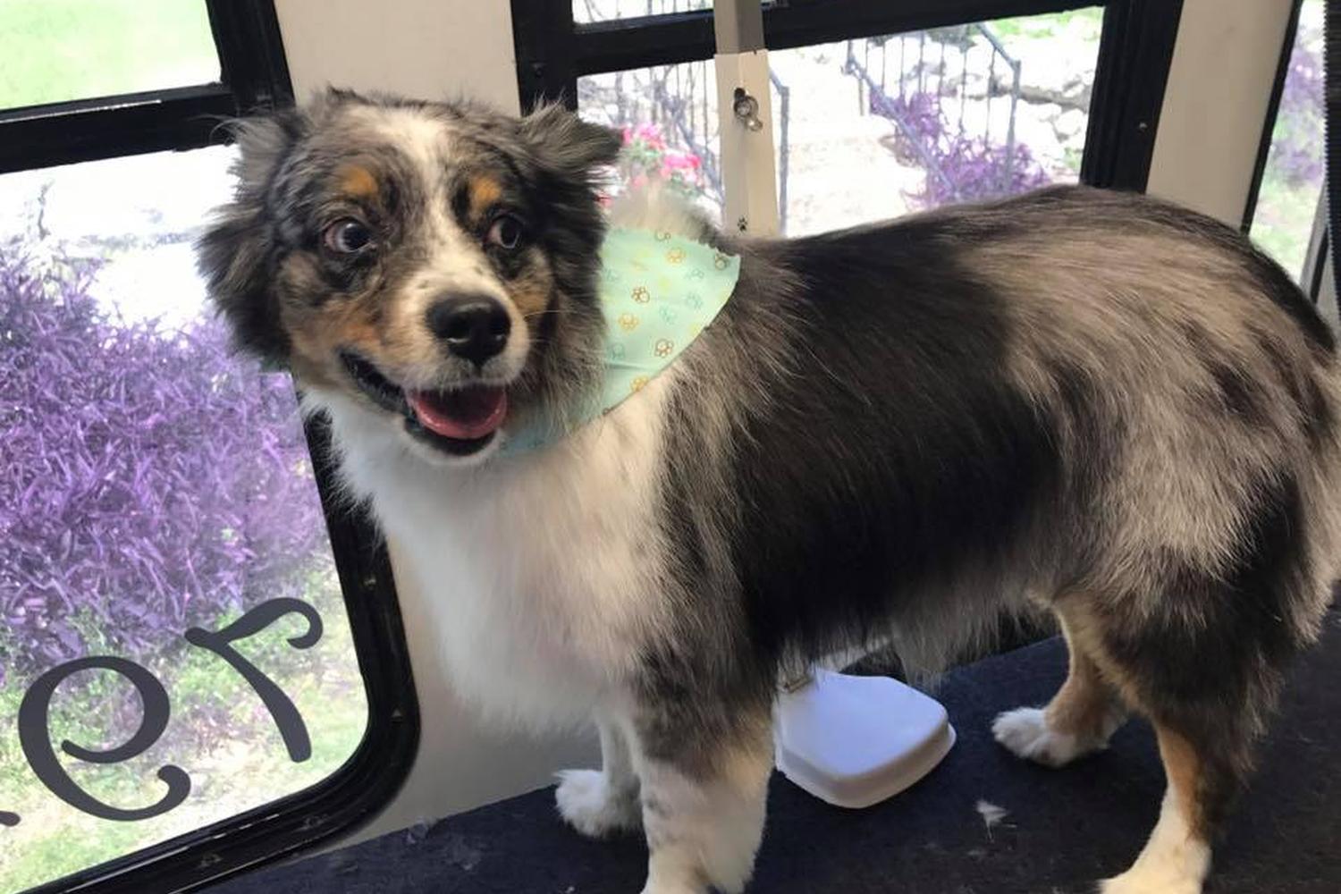 Texas Mobile Pet Spa 2