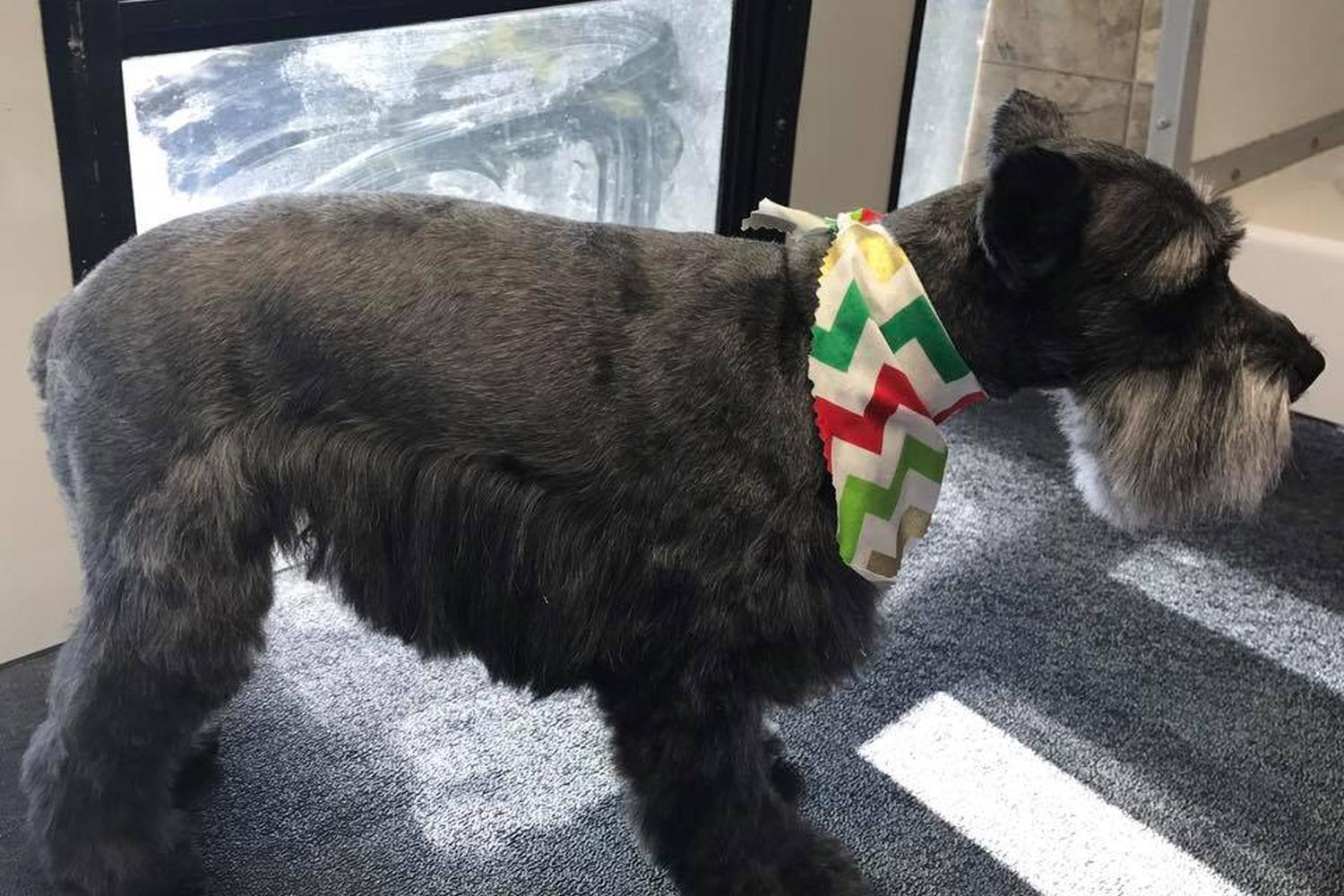 Texas Mobile Pet Spa 3