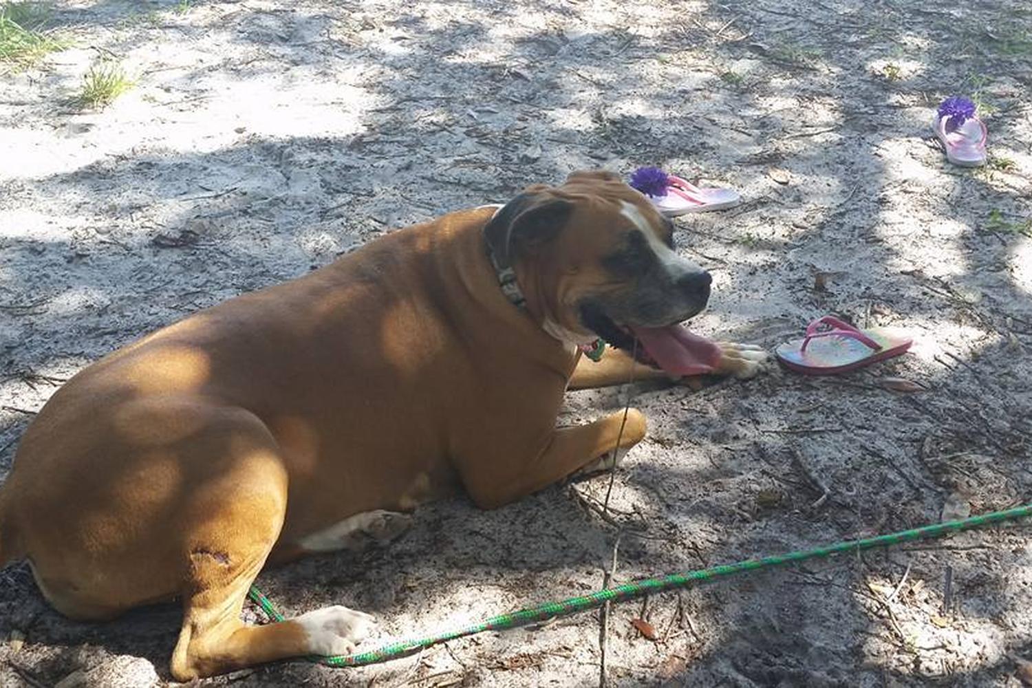 Minneola Dog Park 1