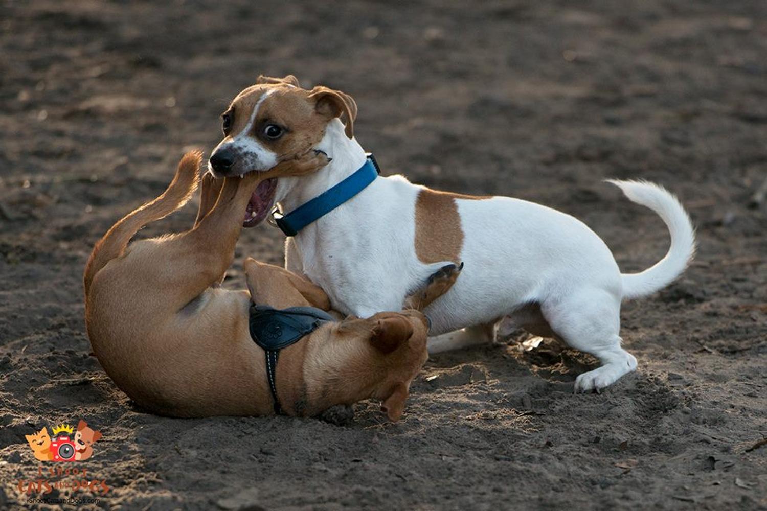 Minneola Dog Park 3