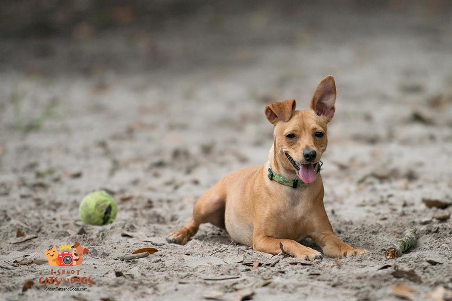 Minneola Dog Park 0