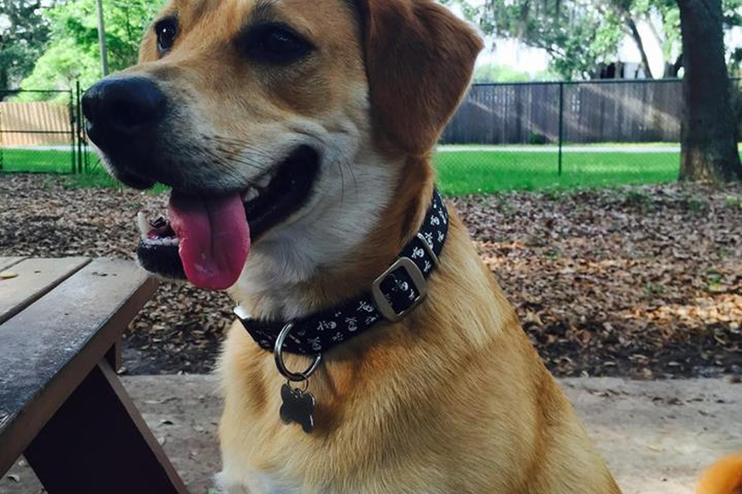 Minneola Dog Park 4