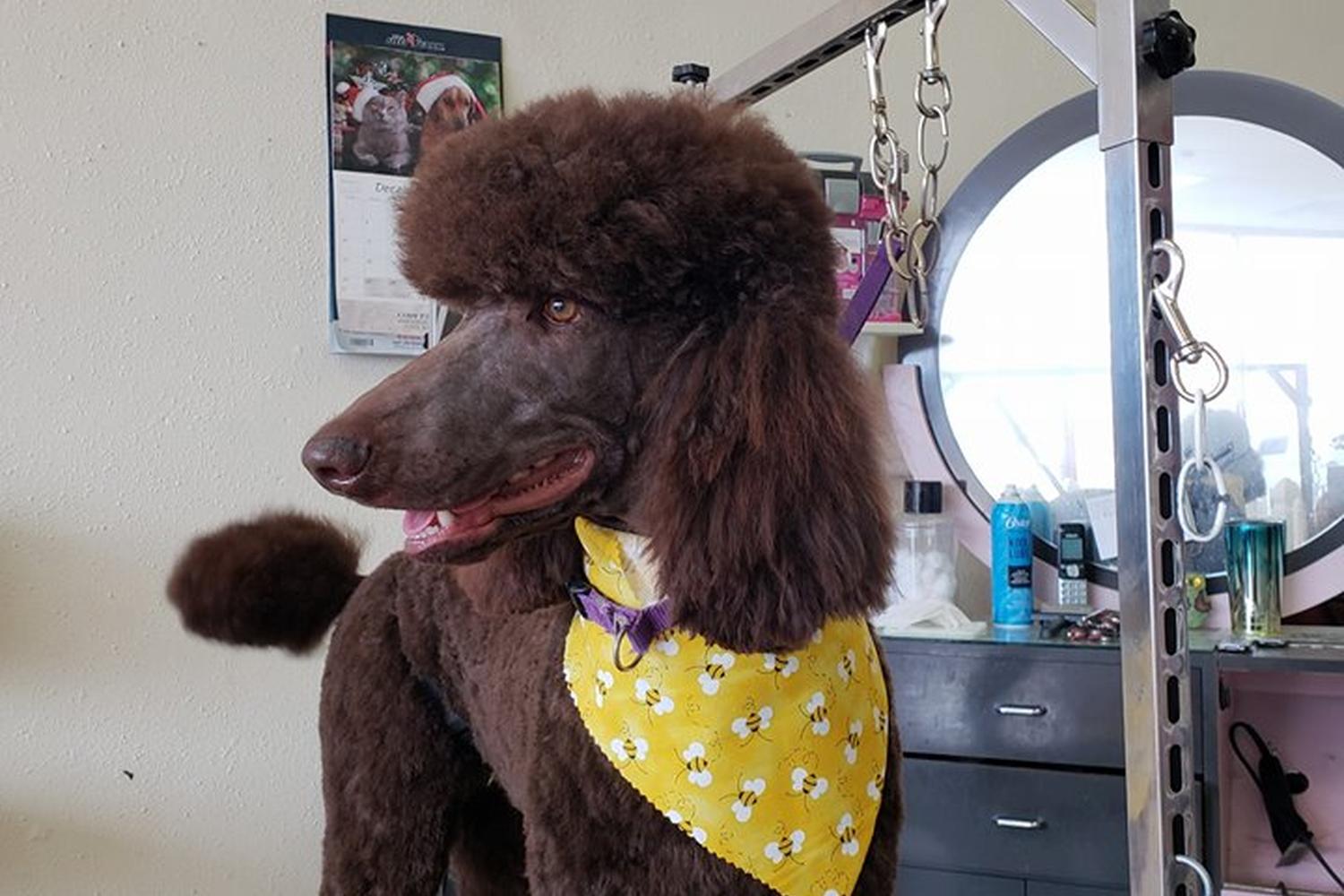 Cody Paw Spa 5