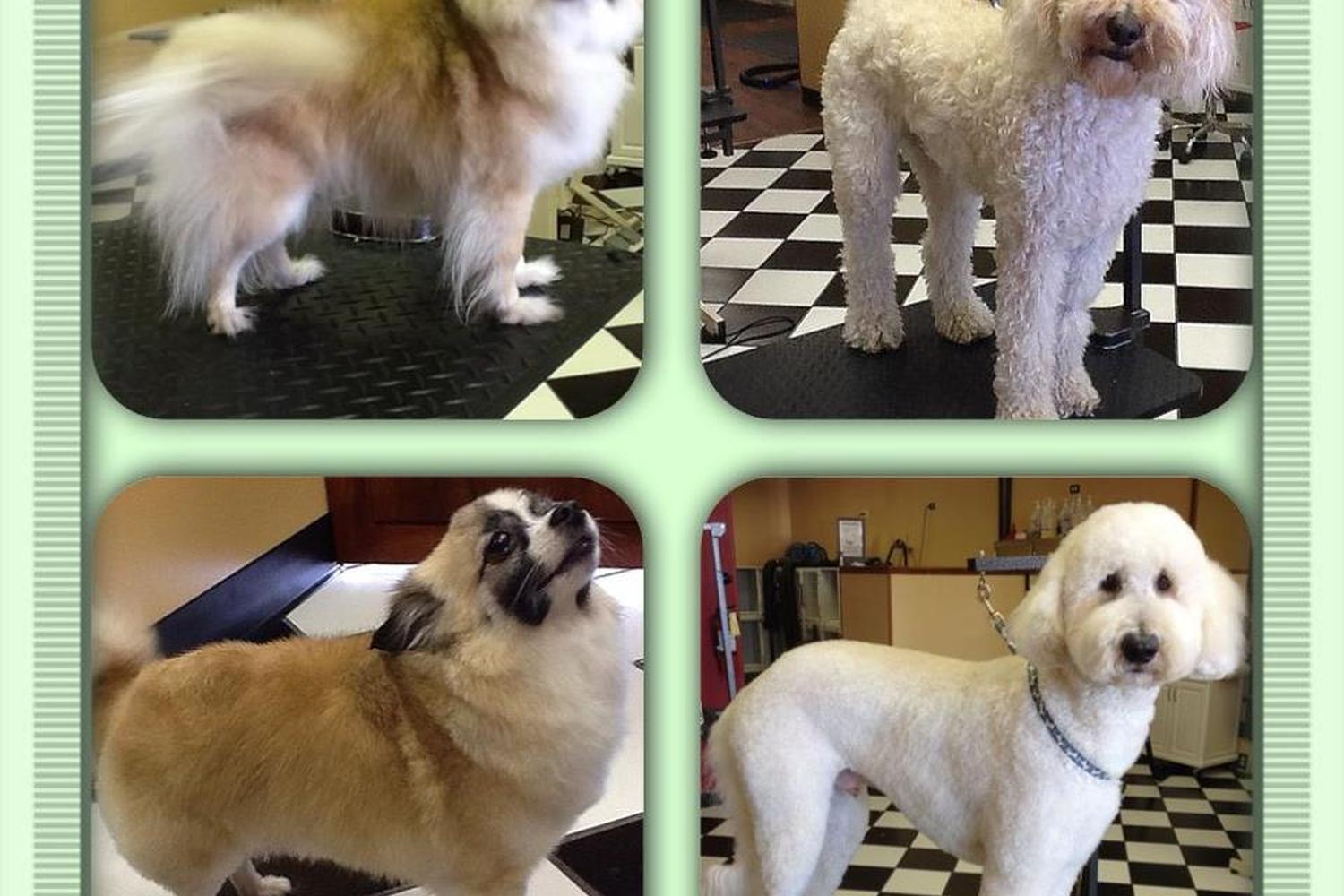 DogSpaw Pet Grooming 1