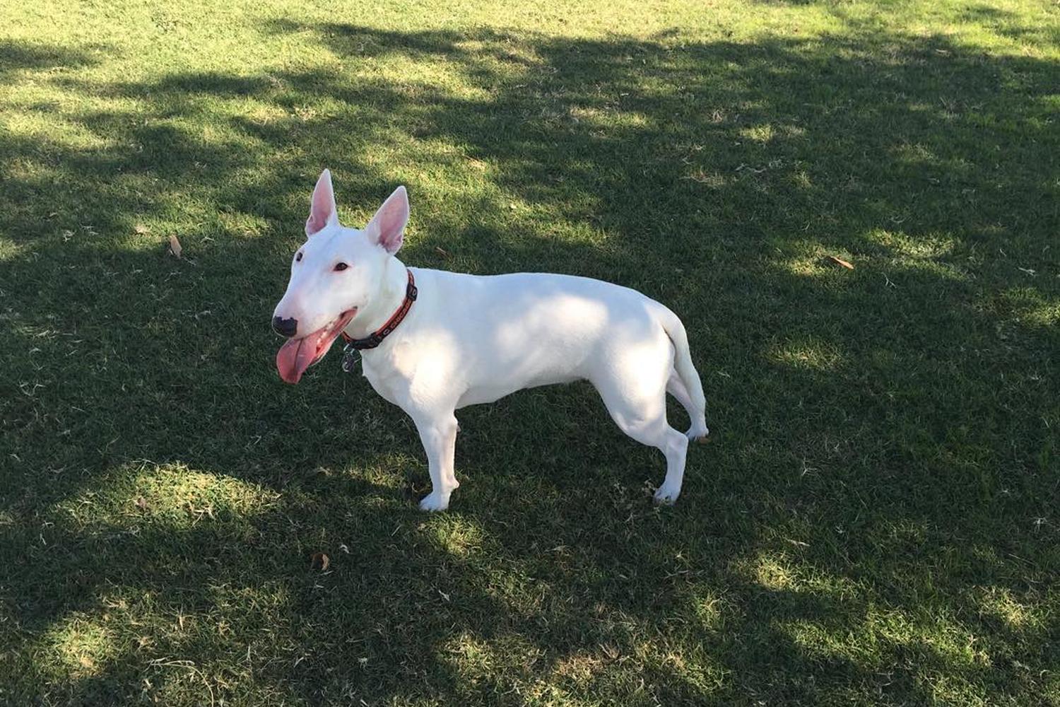 Roscoe Dog Park 3