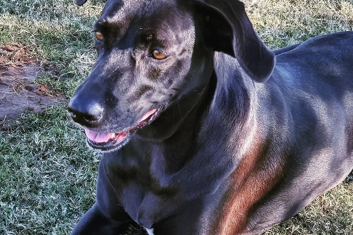 Roscoe Dog Park 4