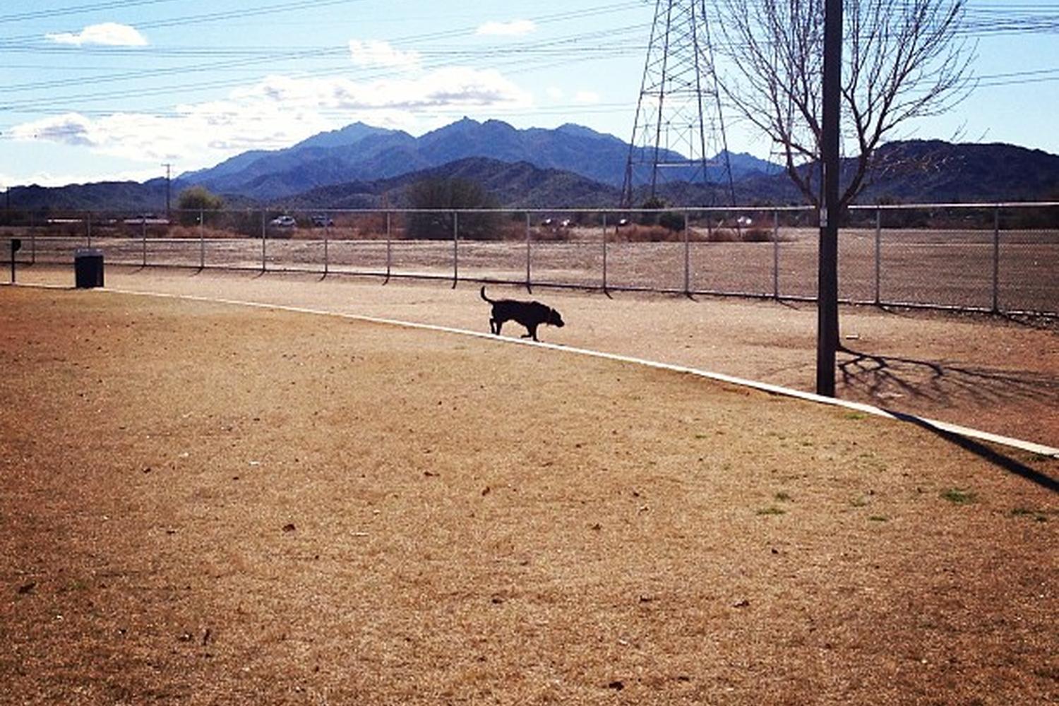 Roscoe Dog Park 5
