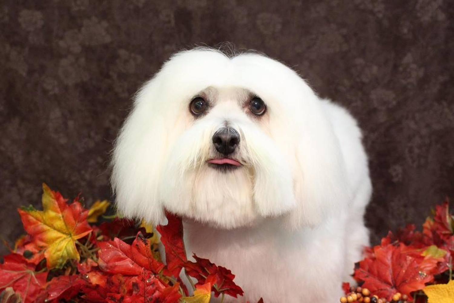 Nature's Pet Day Spa 2