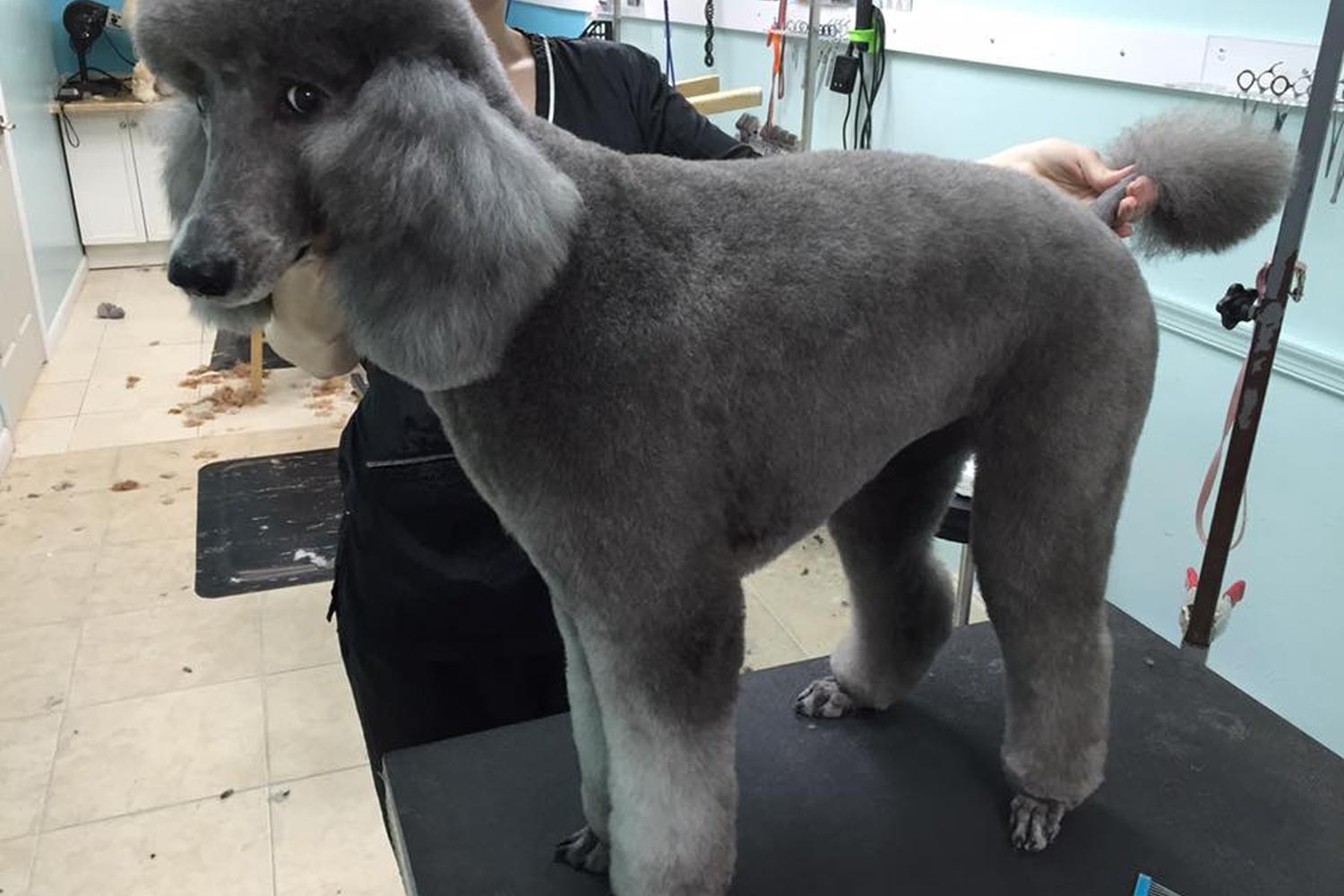 Nature's Pet Day Spa 0