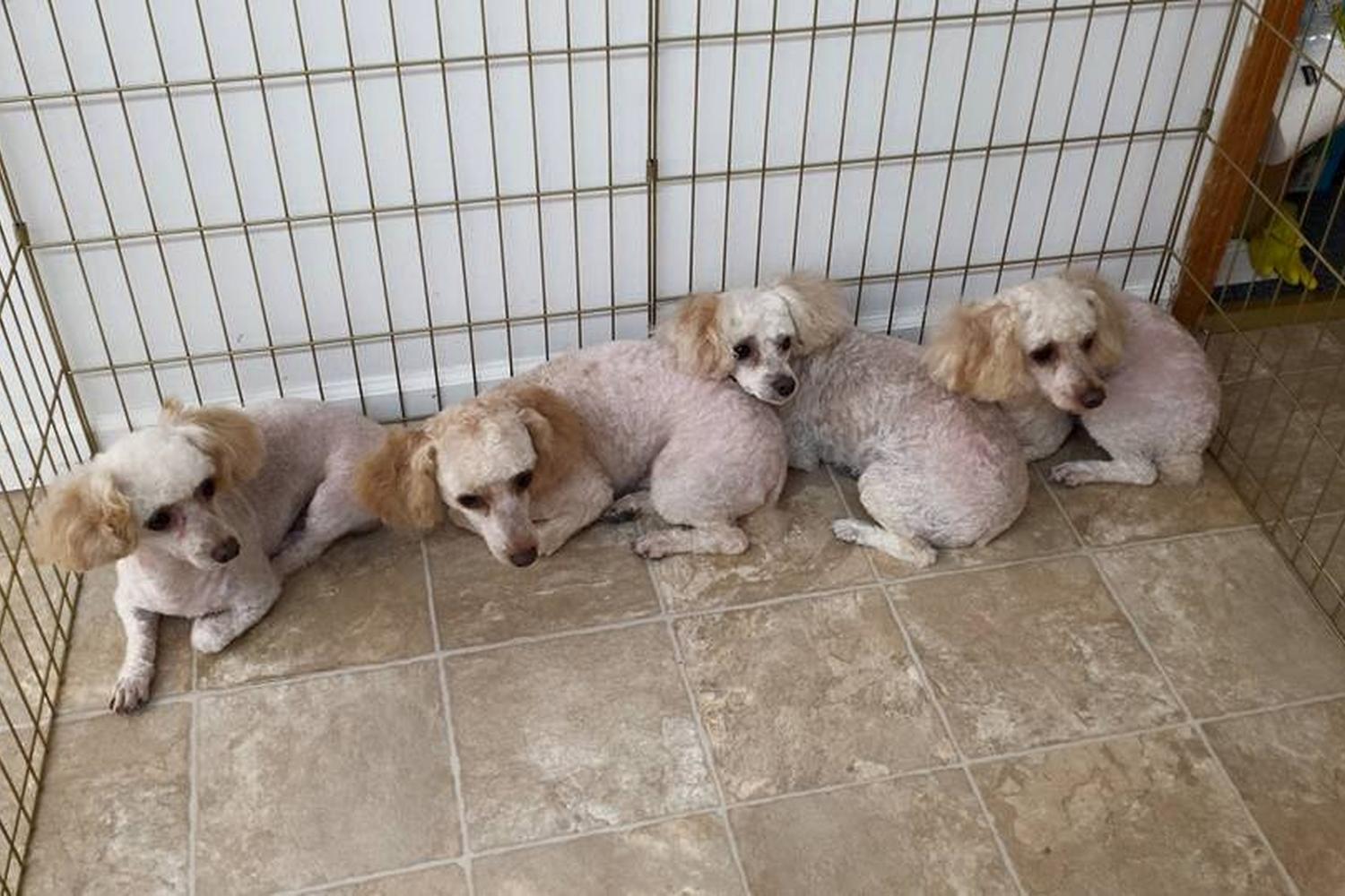 Crystal's Country Cuts  5