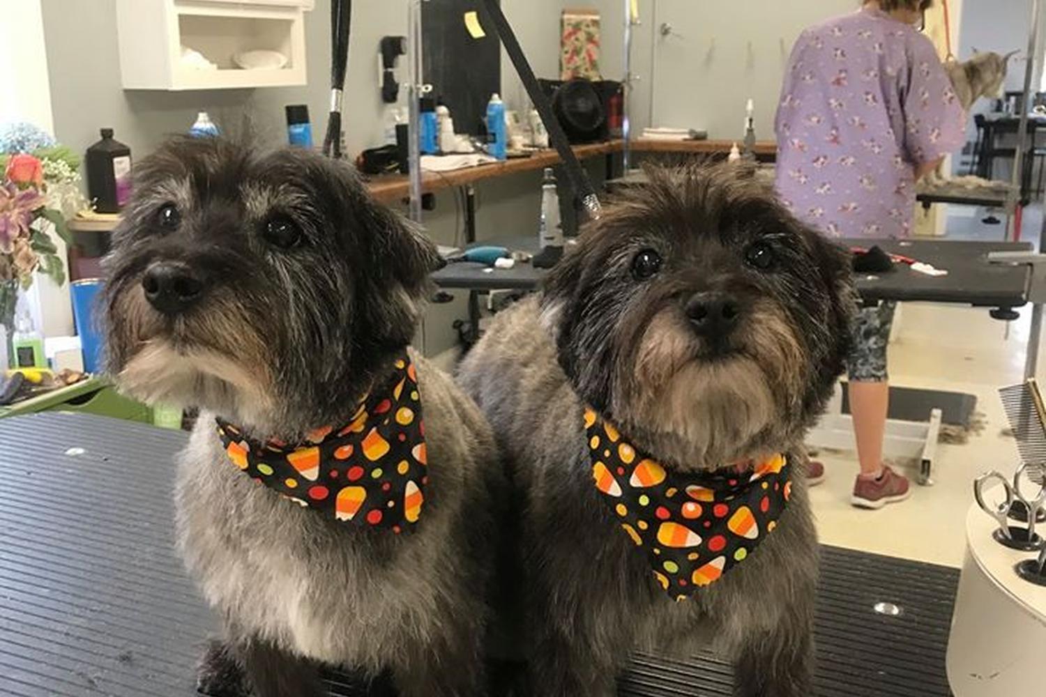 Polished Pooch Grooming Salon 5