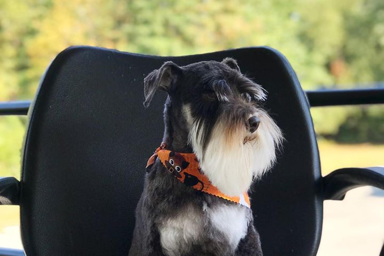 Polished Pooch Grooming Salon 0