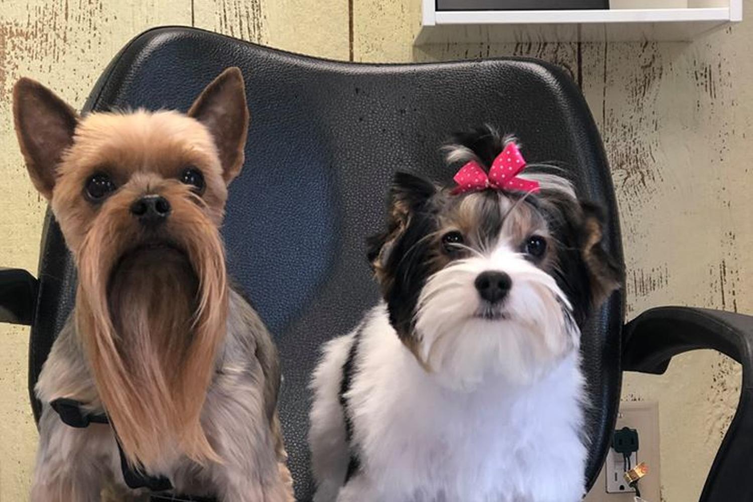 Polished Pooch Grooming Salon 4