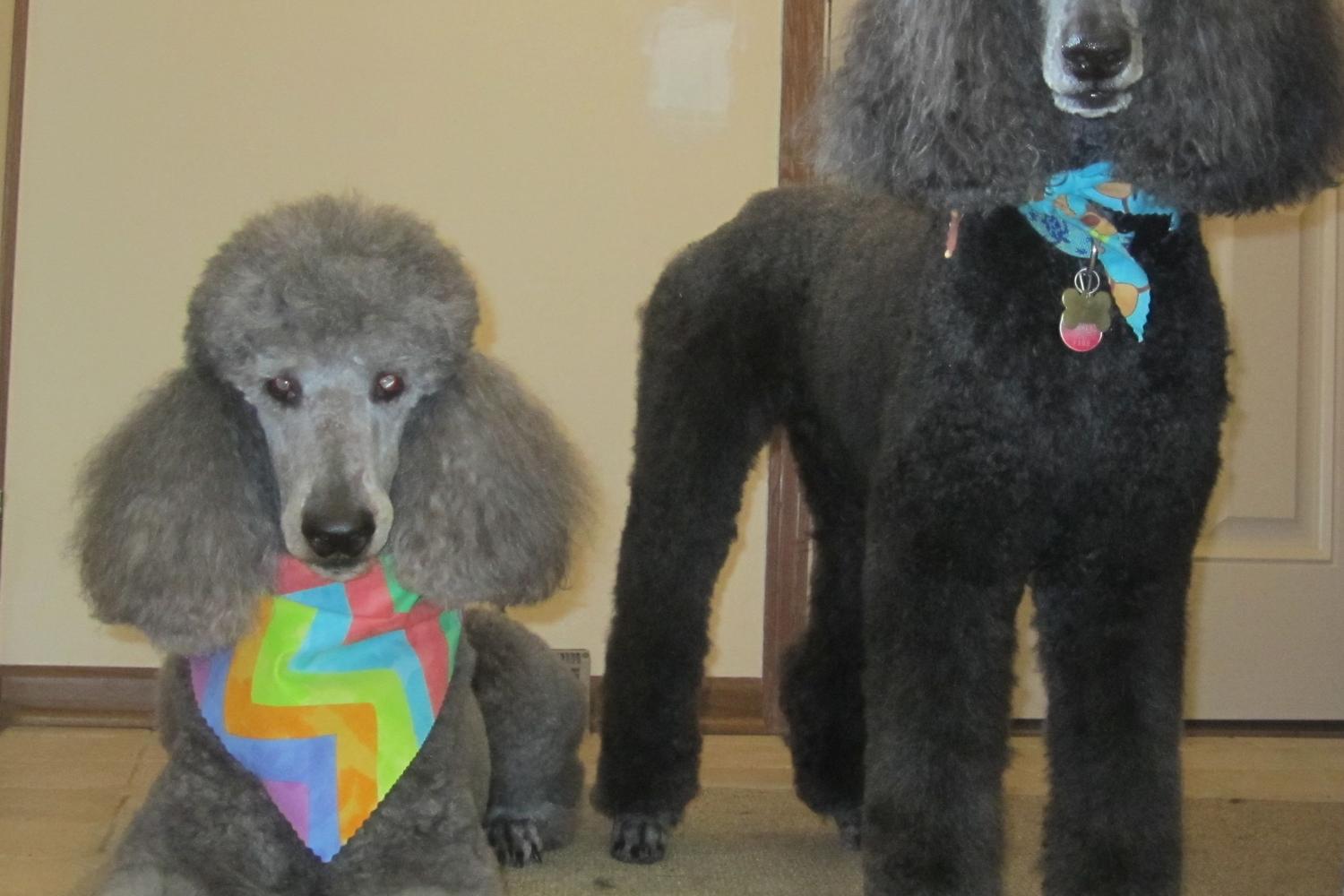 Small & Tall Grooming LLC 6