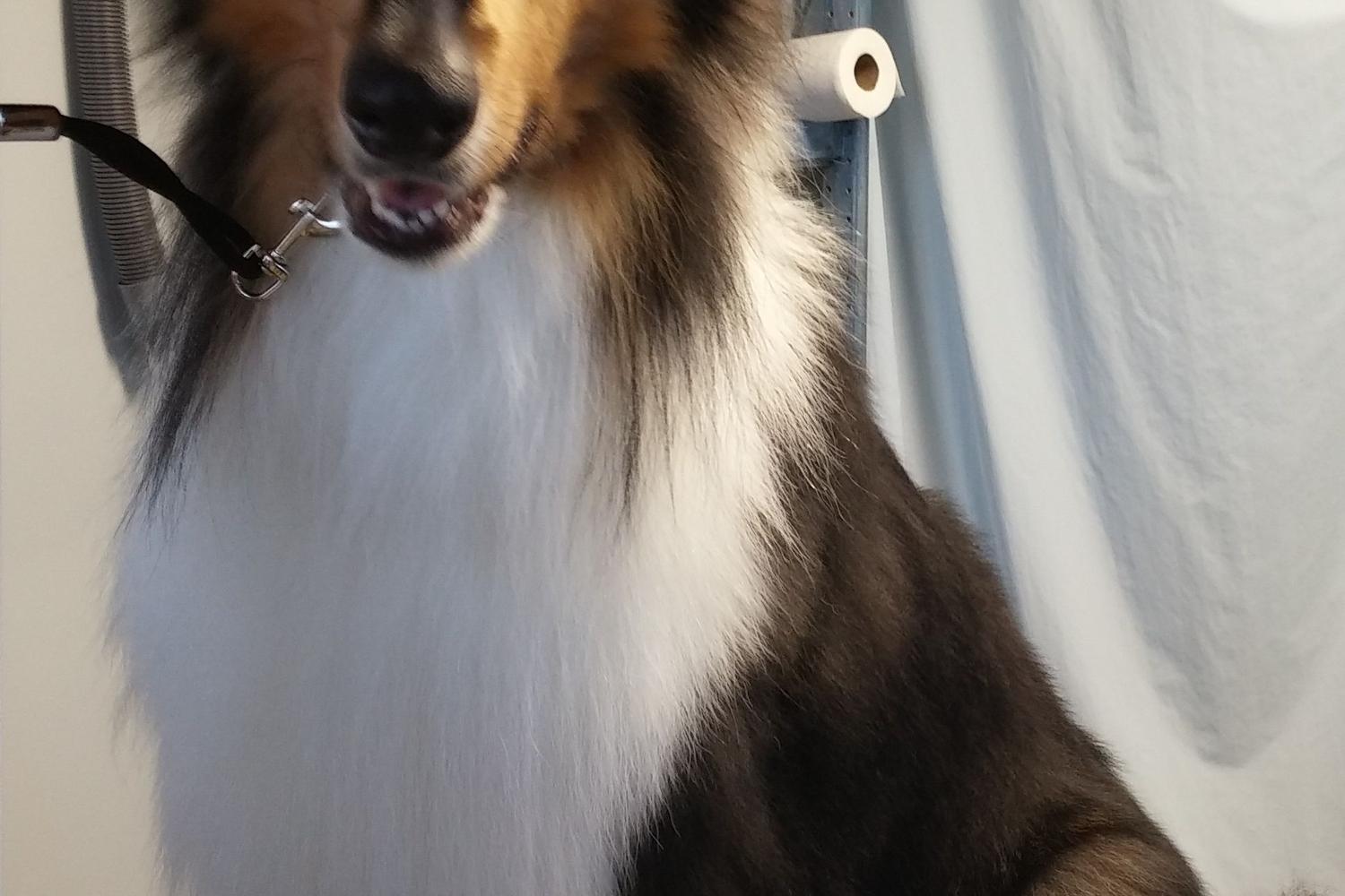 Small & Tall Grooming LLC 2