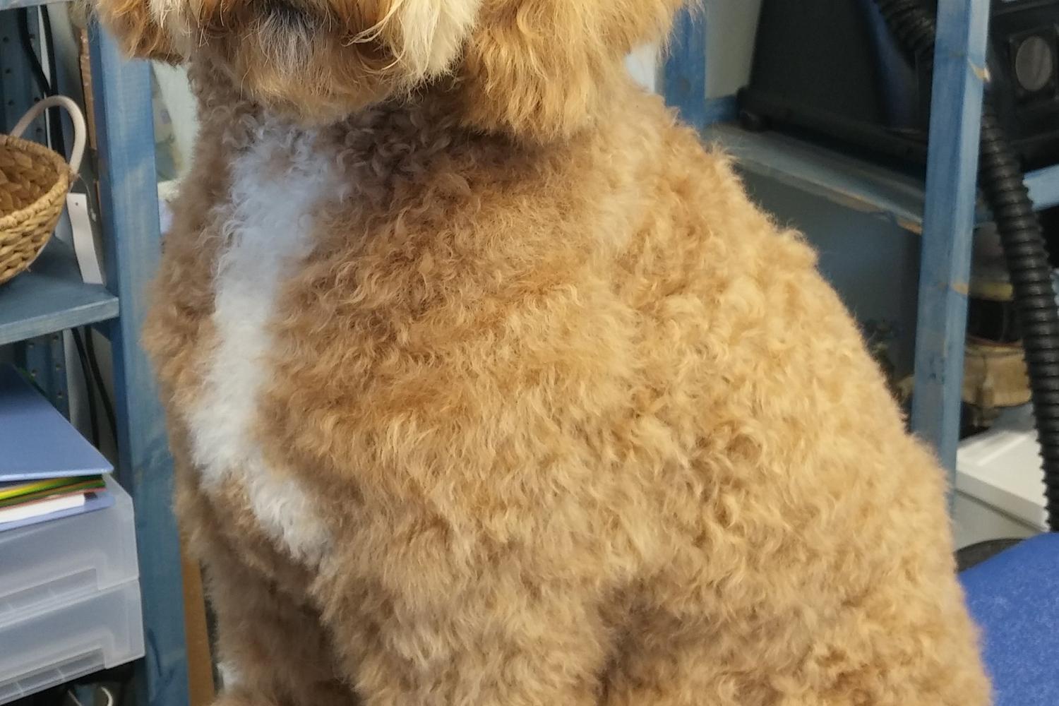 Small & Tall Grooming LLC 1