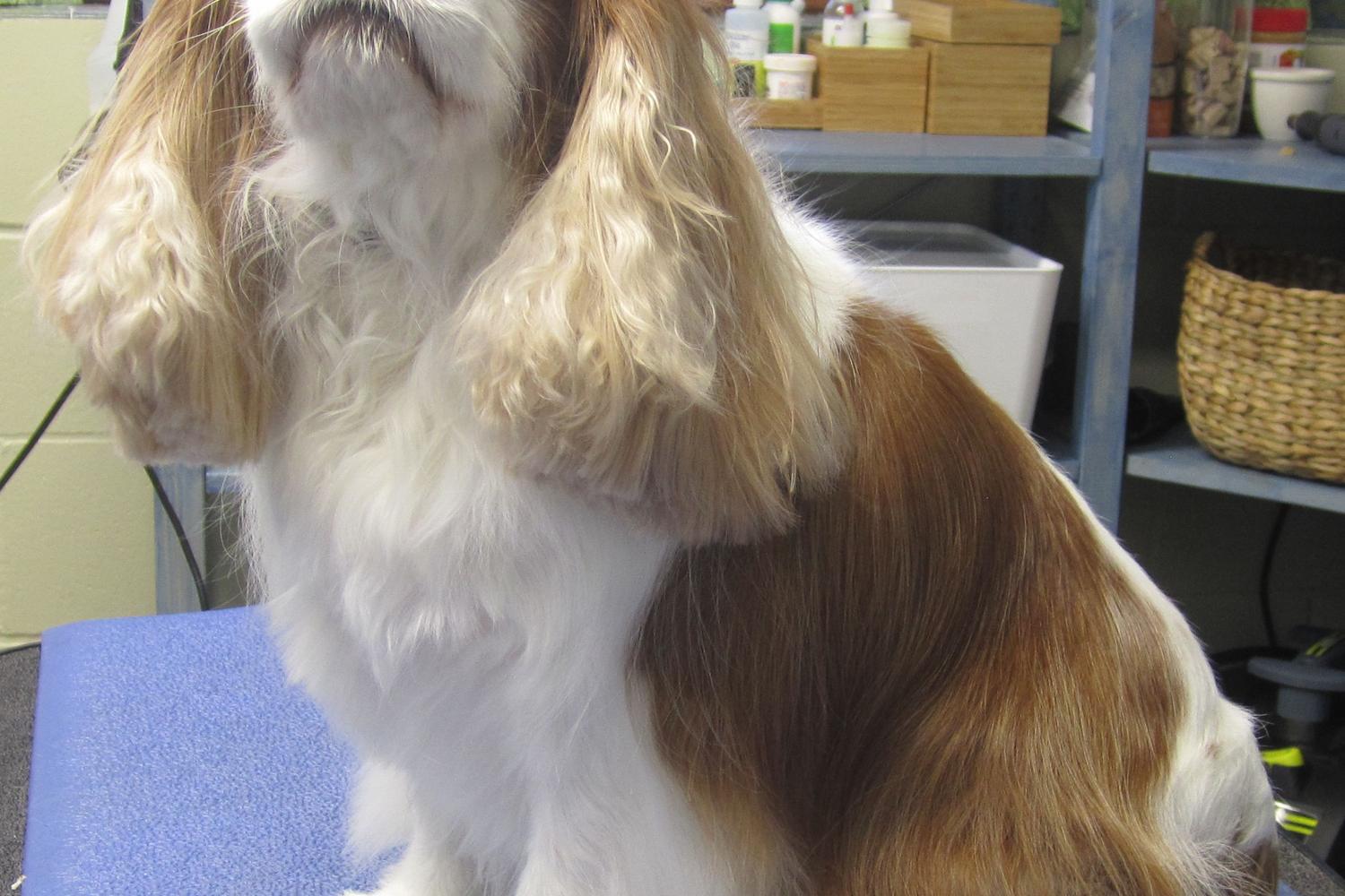 Small & Tall Grooming LLC 3