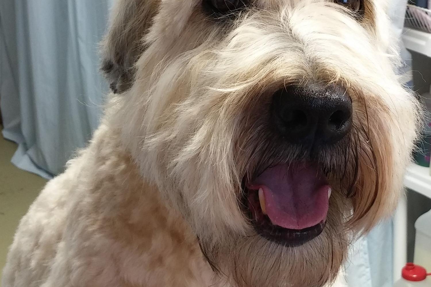 Small & Tall Grooming LLC 5