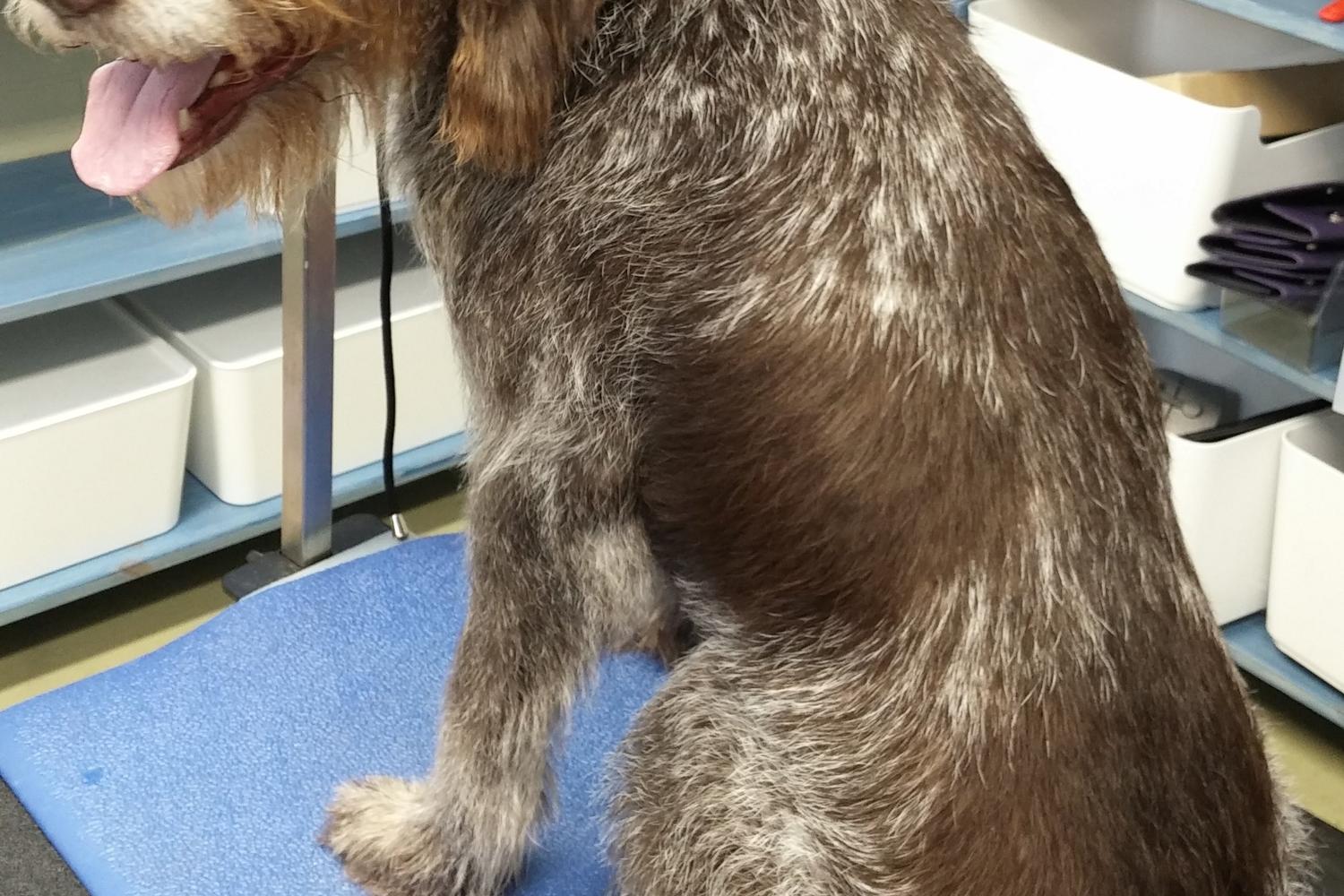 Small & Tall Grooming LLC 10