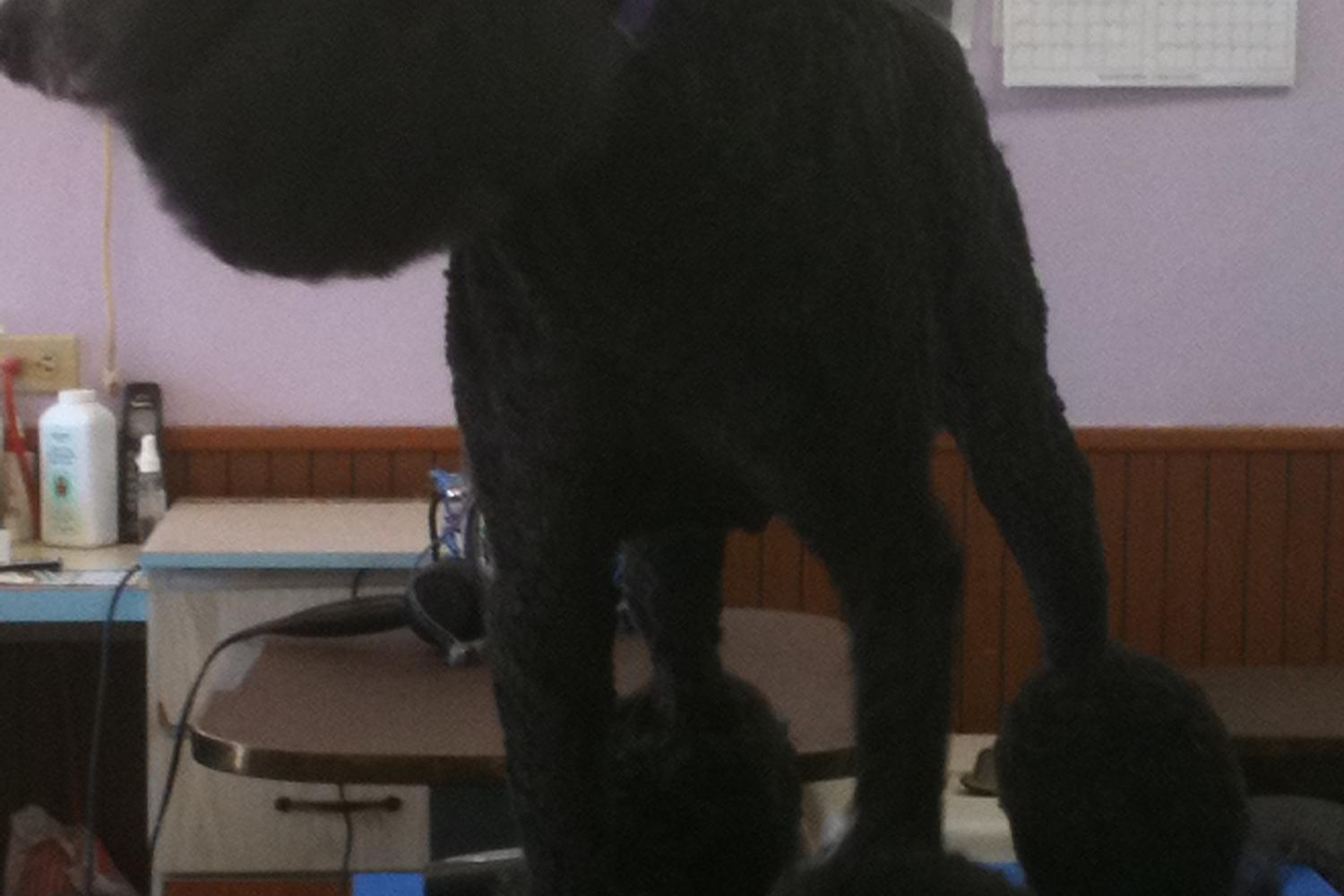 Scissors and Suds Pet Grooming 1