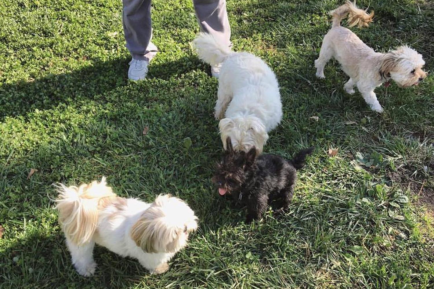 Green Valley Forest Preserve Dog Park 2